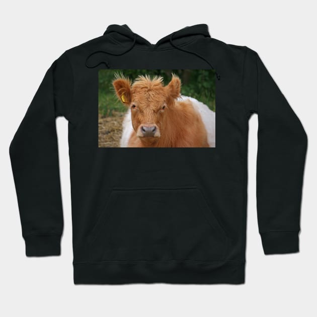 Belted Galloway Hoodie by RedHillDigital